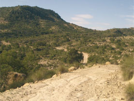 Forestales - La Losilla Forestales - La Losilla
